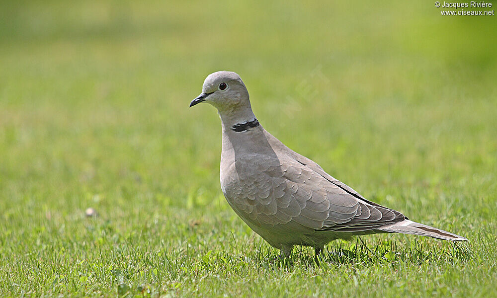 Eurasian Collared Doveadult breeding