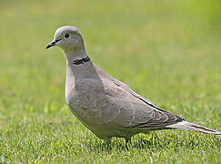 Eurasian Collared Dove