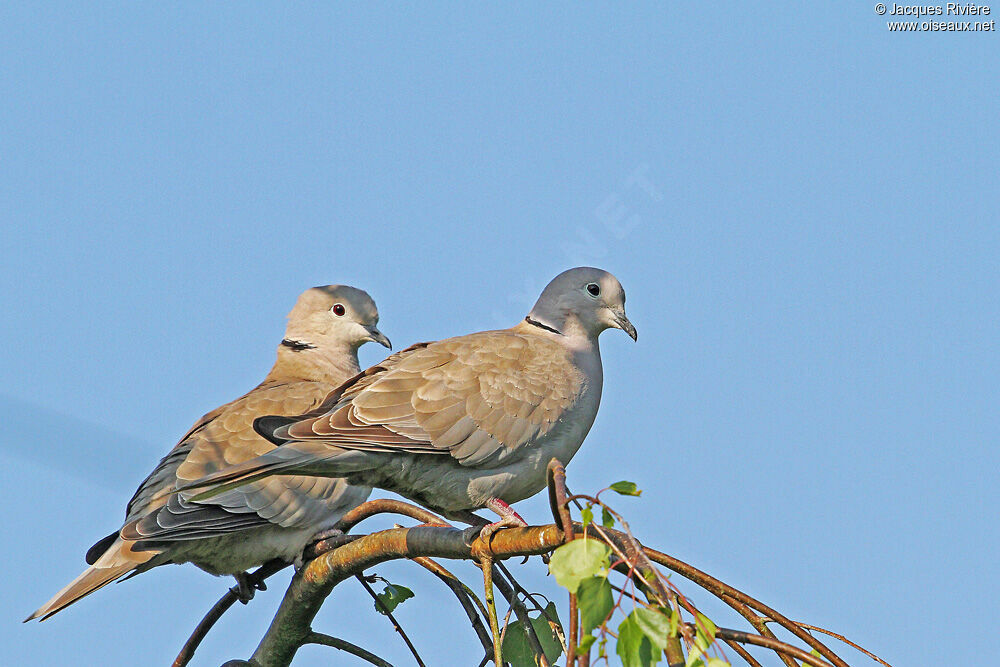 Eurasian Collared Dove adult breeding