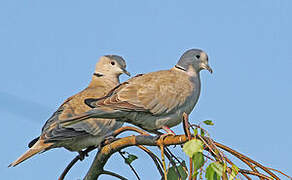 Eurasian Collared Dove