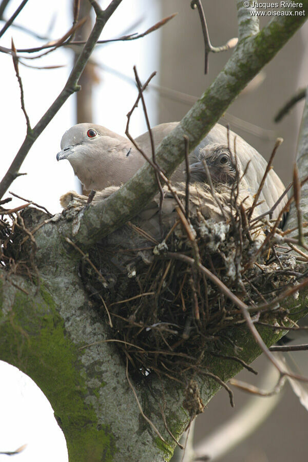 Eurasian Collared Dovejuvenile, Reproduction-nesting