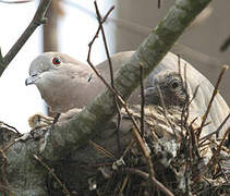 Eurasian Collared Dove