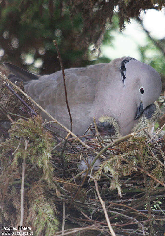 Eurasian Collared Dove, Reproduction-nesting