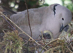 Eurasian Collared Dove