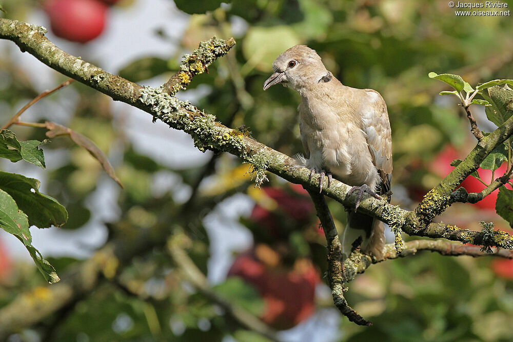 Tourterelle turqueimmature