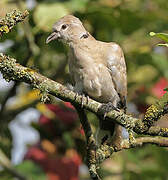 Eurasian Collared Dove