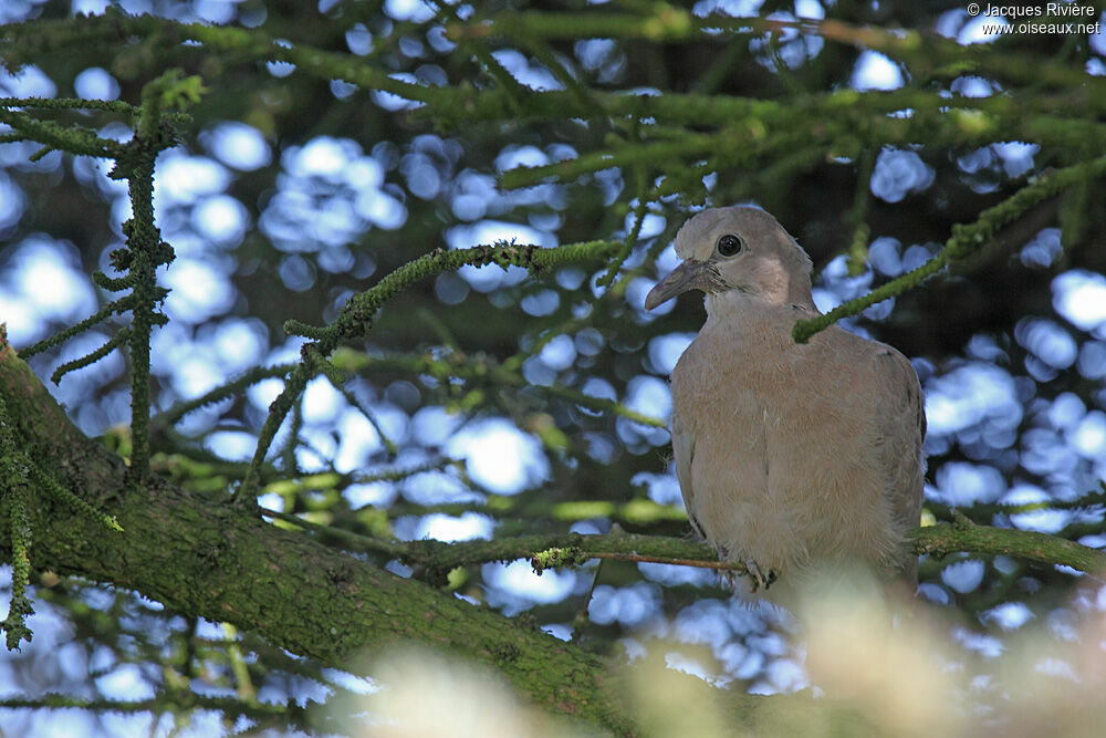 Eurasian Collared Doveimmature