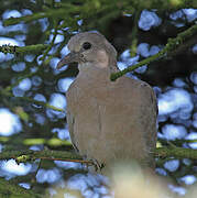 Eurasian Collared Dove