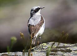 Northern Wheatear