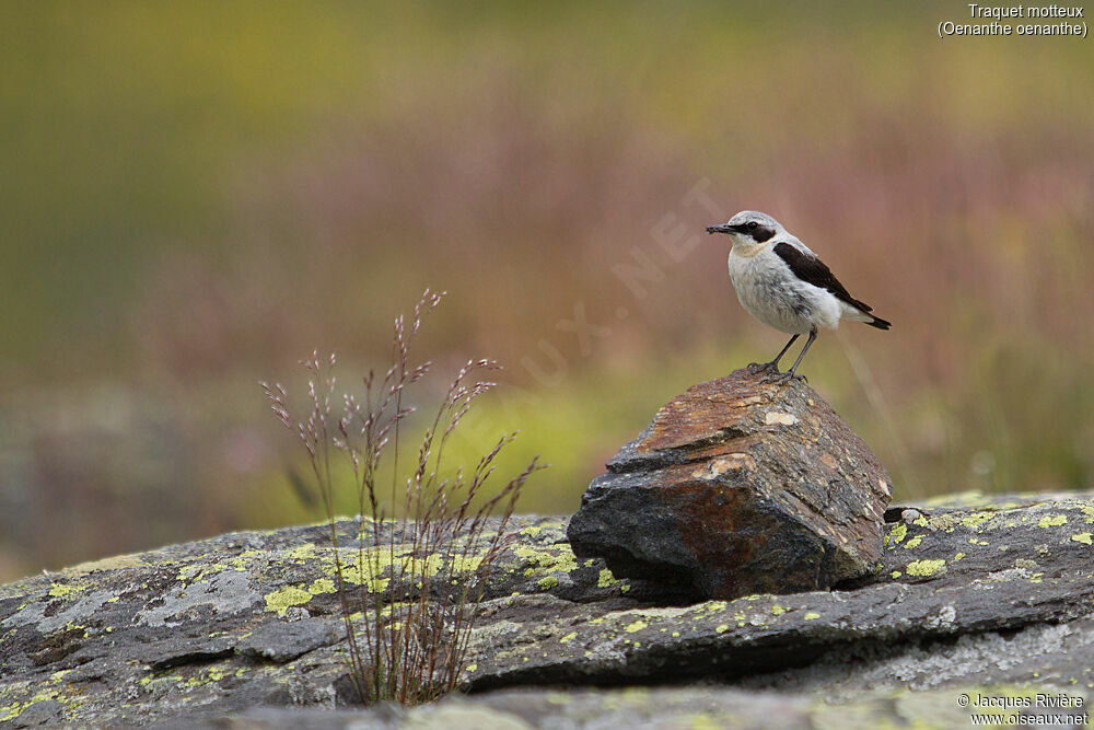 Northern Wheatear male adult breeding, identification