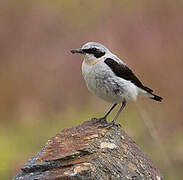 Northern Wheatear