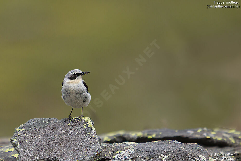 Northern Wheatear male adult breeding, identification