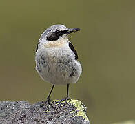 Northern Wheatear