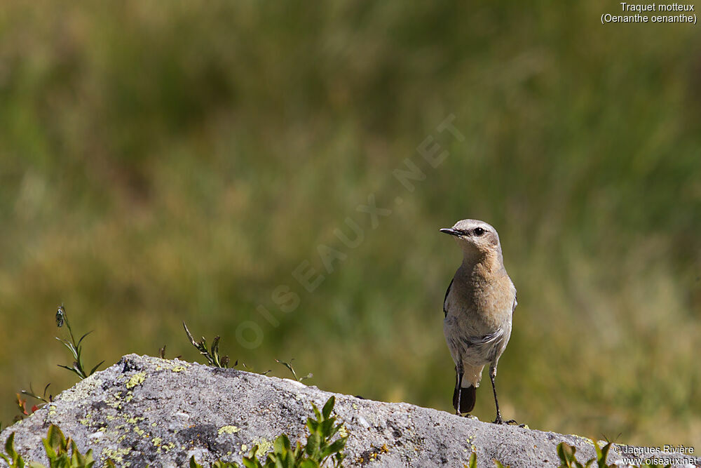 Northern Wheatear female adult breeding, identification