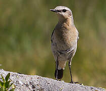 Northern Wheatear