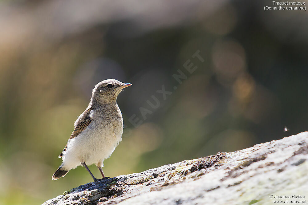 Traquet motteuxjuvénile, identification