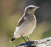 Northern Wheatear