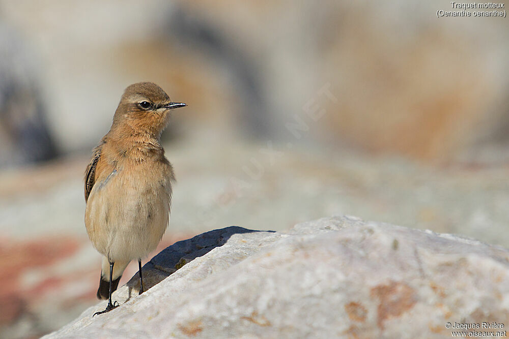 Northern Wheatear female adult post breeding