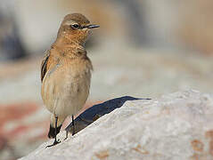 Northern Wheatear