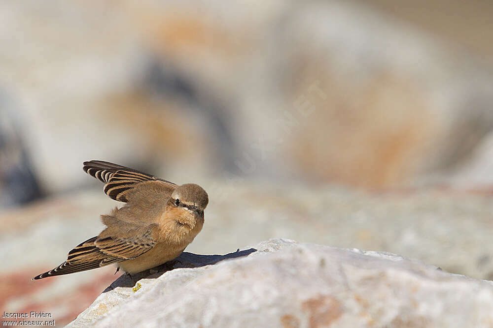 Traquet motteuxjuvénile, identification