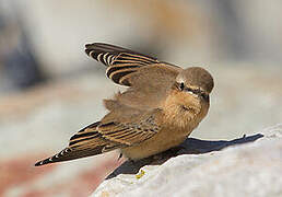 Northern Wheatear