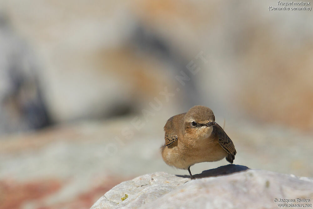 Northern Wheatearadult post breeding