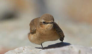 Northern Wheatear