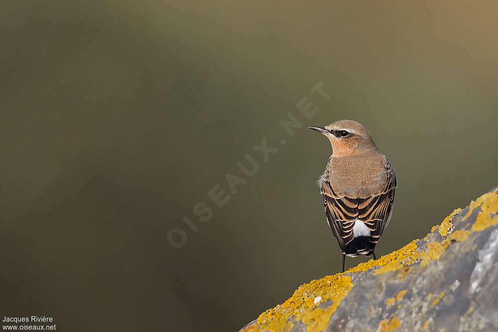 Traquet motteuxadulte internuptial, identification