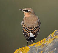 Northern Wheatear