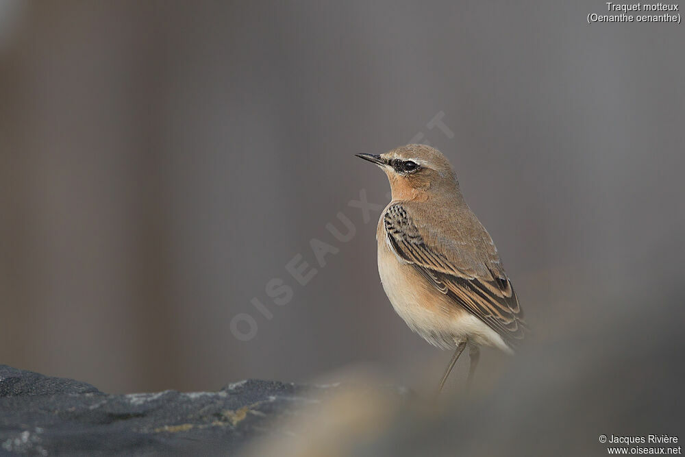 Northern Wheatearadult post breeding, identification