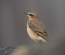 Northern Wheatear