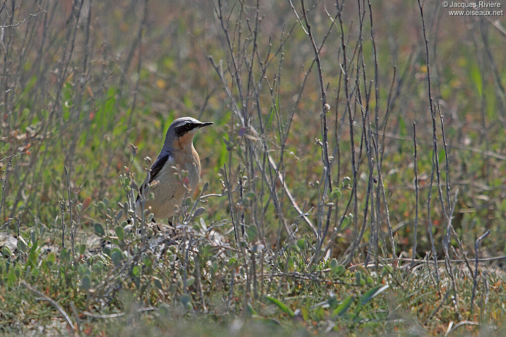 Northern Wheatear male adult breeding