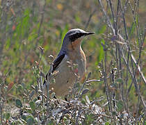 Northern Wheatear