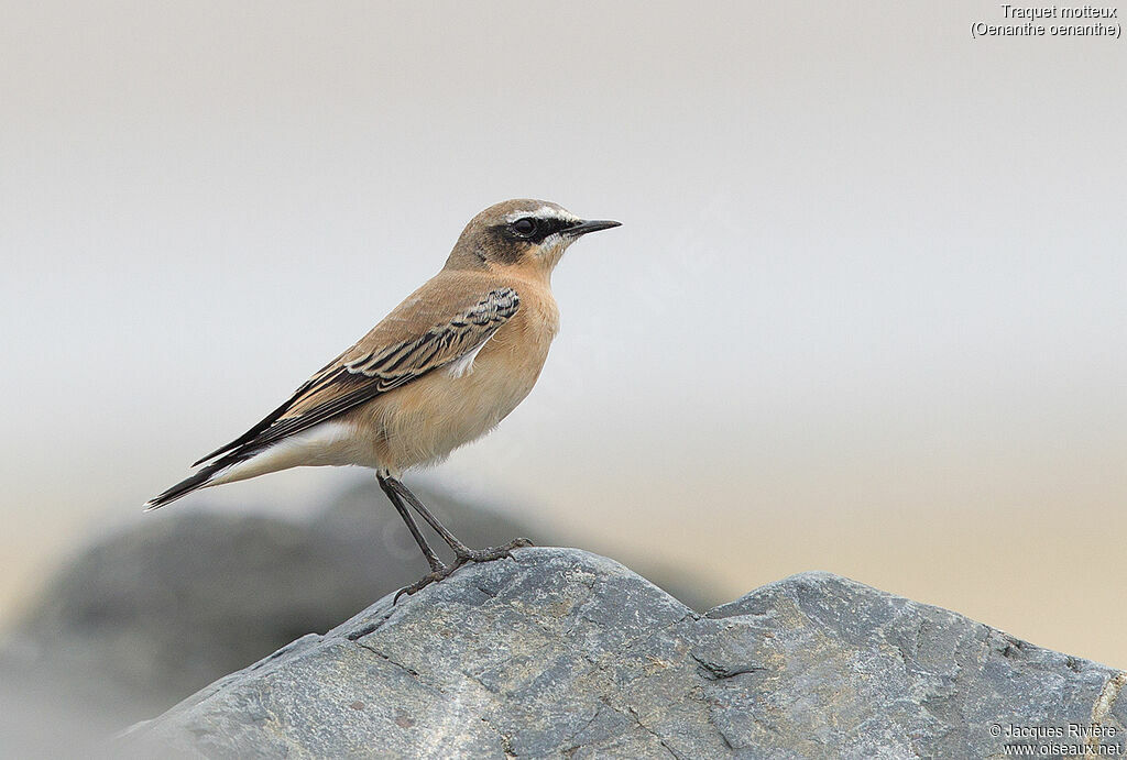 Northern Wheatear male adult post breeding