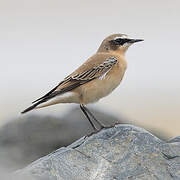 Northern Wheatear