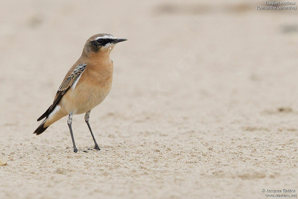 Northern Wheatear male adult post breeding