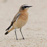 Northern Wheatear