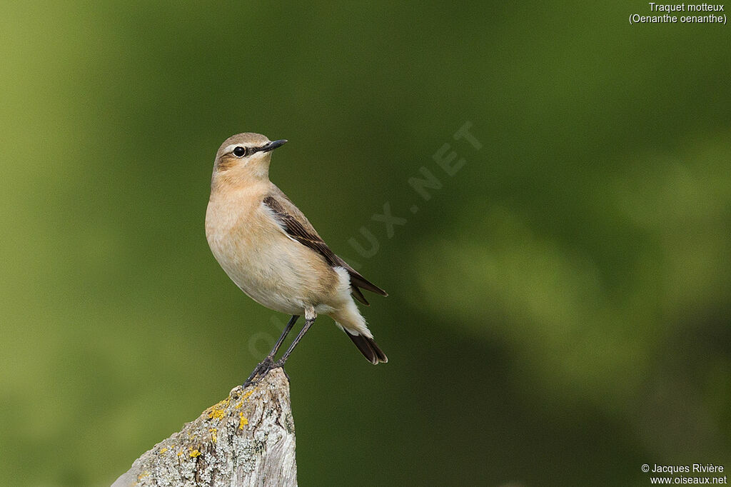 Northern Wheatear female adult breeding, identification