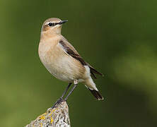 Northern Wheatear