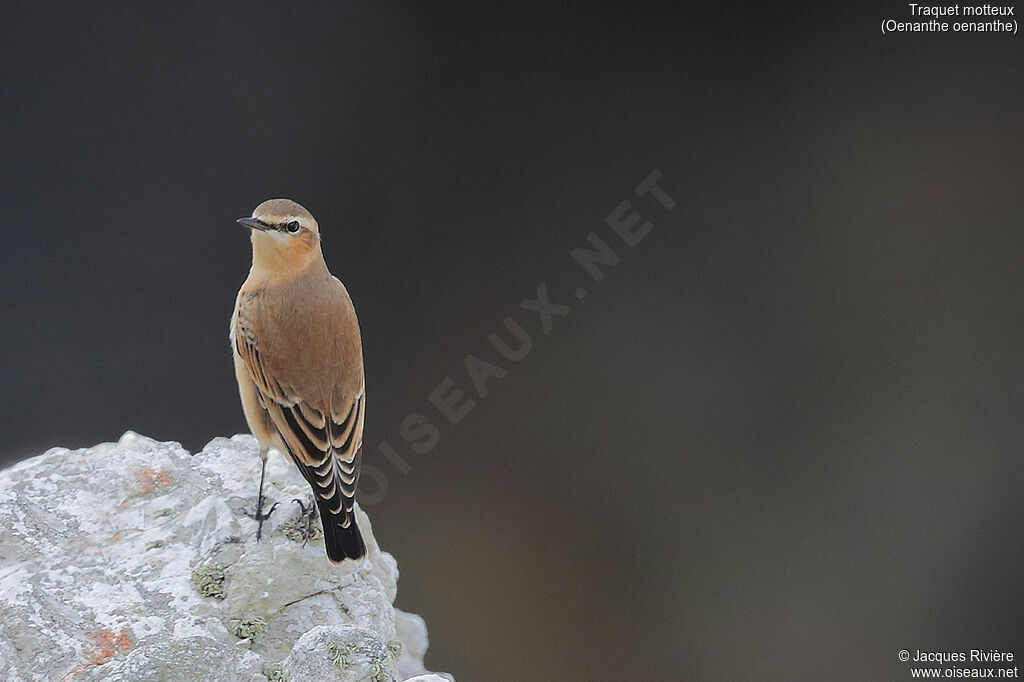 Northern Wheatearadult post breeding, identification