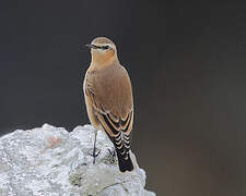 Northern Wheatear