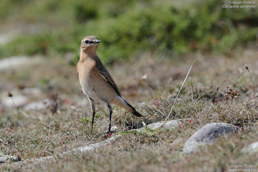 Northern Wheatearadult post breeding, identification