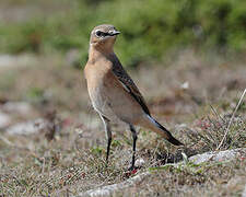 Northern Wheatear