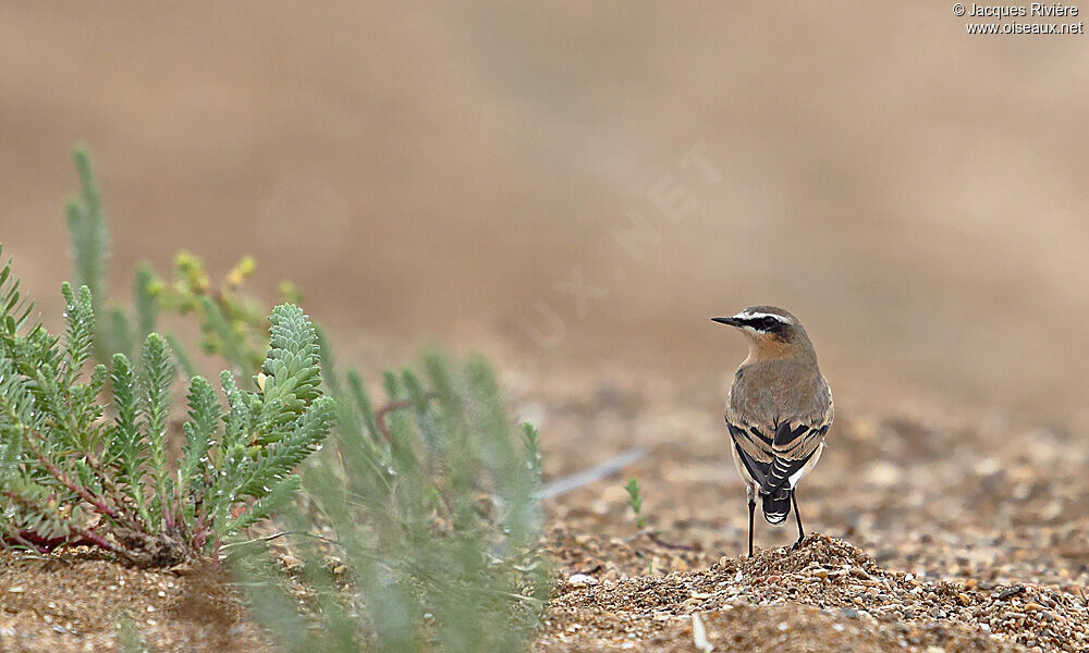 Northern Wheatear male adult breeding