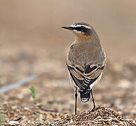 Northern Wheatear