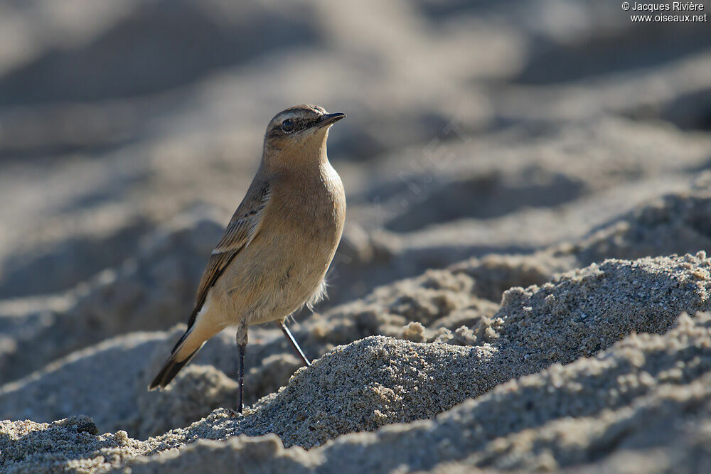 Northern Wheatearadult post breeding