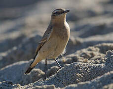 Northern Wheatear