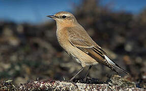 Northern Wheatear