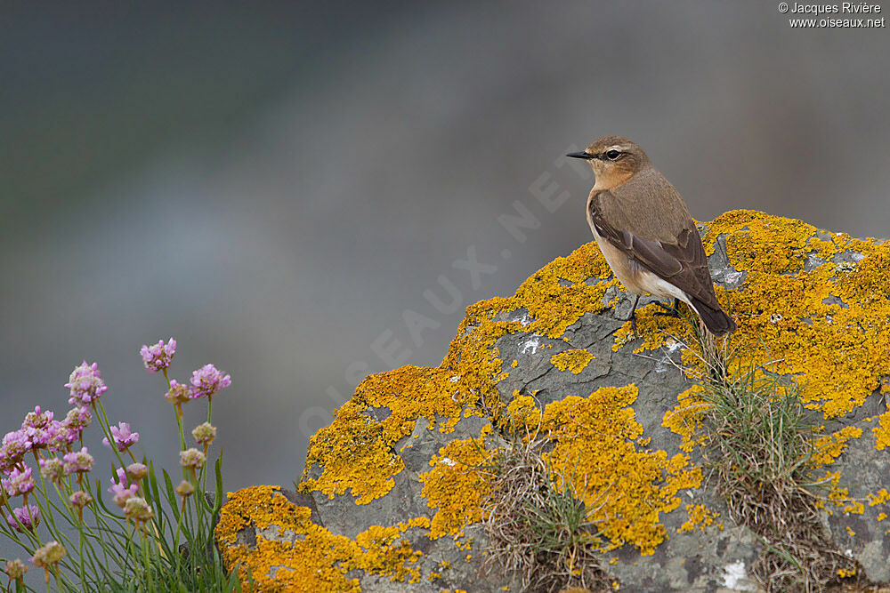 Northern Wheatear female adult breeding