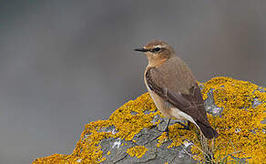 Northern Wheatear